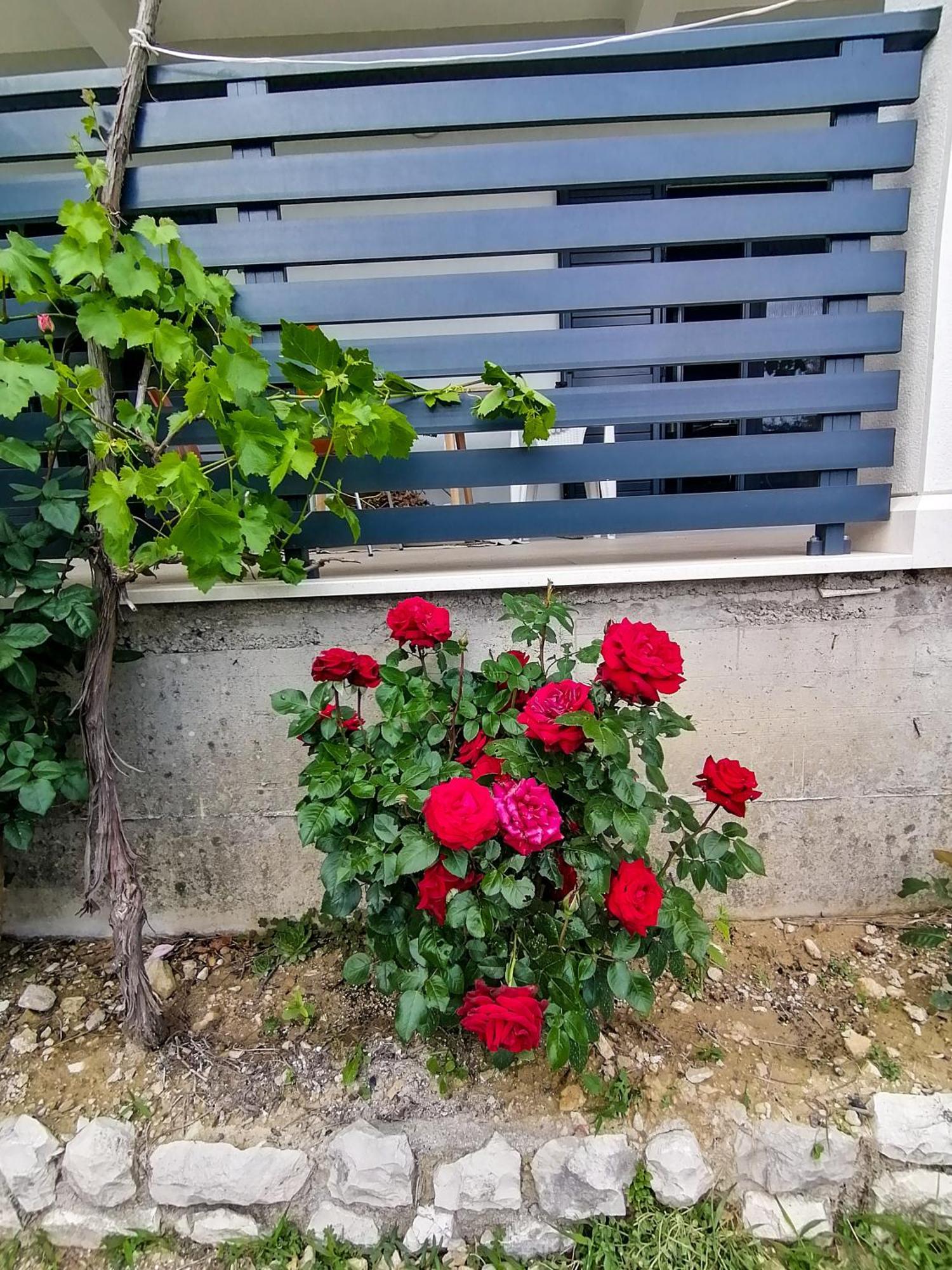Vila Dolani Klek Bagian luar foto